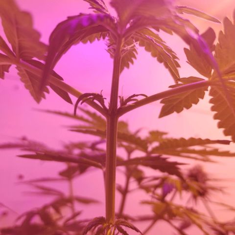 Foto do growlog de Sour Diesel Auto 18/08/2023: Início floração 