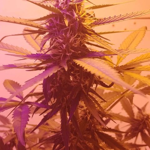 Auto Critical Orange Punch 01/08/2023 growlog timeline photo
