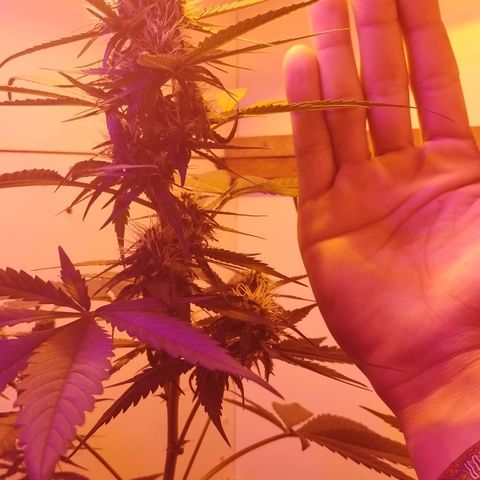 Auto Critical Orange Punch 01/08/2023 growlog timeline photo