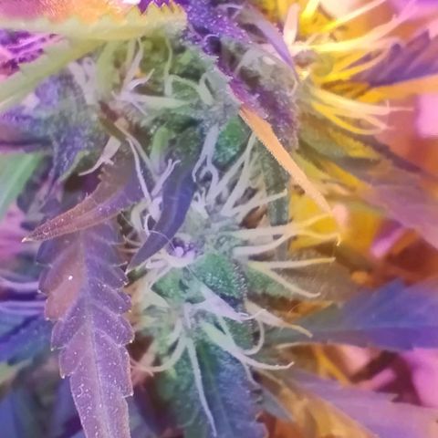 Auto Critical Orange Punch 01/08/2023 growlog timeline photo