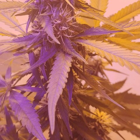 Auto Critical Orange Punch 01/08/2023 growlog timeline photo