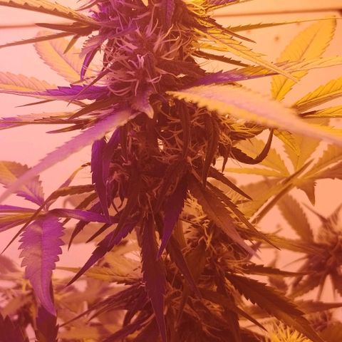 Auto Critical Orange Punch 01/08/2023 growlog timeline photo
