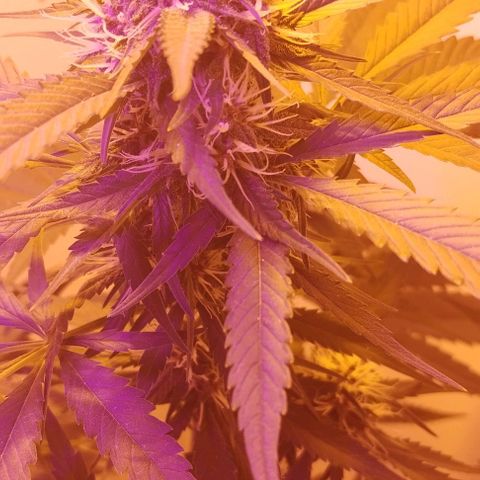 Auto Critical Orange Punch 01/08/2023 growlog timeline photo