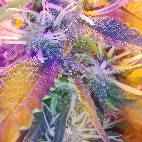 Auto Critical Orange Punch 01/08/2023 growlog timeline photo