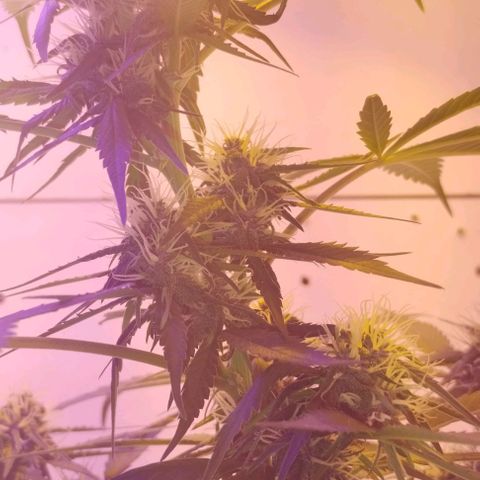 Auto Critical Orange Punch 01/08/2023 growlog timeline photo