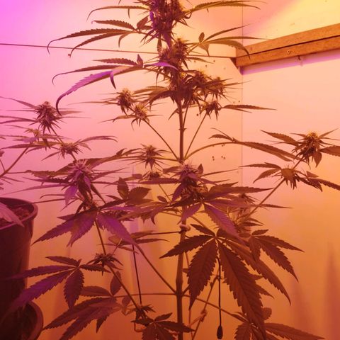 Auto Critical Orange Punch 01/08/2023 growlog timeline photo