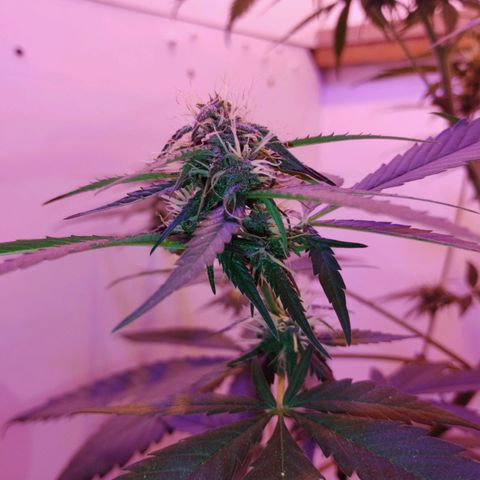 Auto Critical Orange Punch 01/08/2023 growlog timeline photo