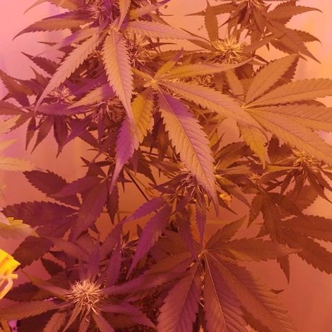 Auto Critical Orange Punch 01/08/2023 growlog timeline photo