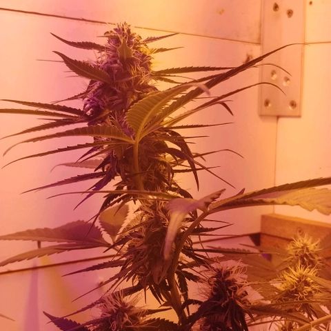 Auto Critical Orange Punch 01/08/2023 growlog timeline photo