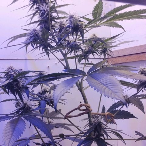 Auto Critical Orange Punch 01/08/2023 growlog timeline photo