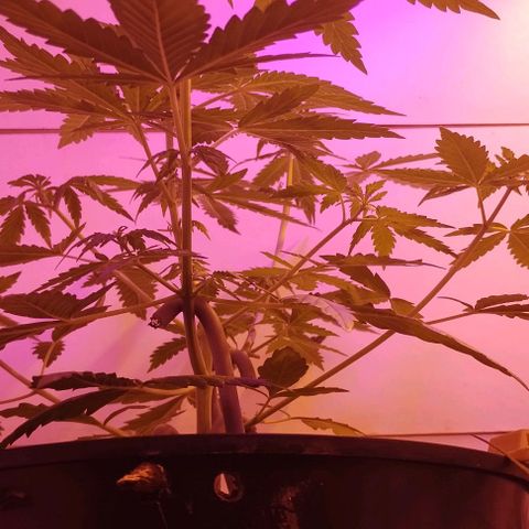 Foto do cronograma do growlog de Sour Diesel Auto 18/08/2023