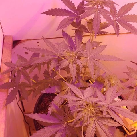 Foto do cronograma do growlog de Sour Diesel Auto 18/08/2023