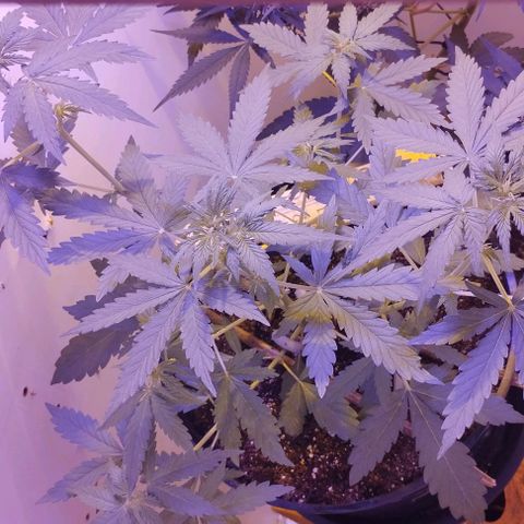 Foto do cronograma do growlog de Sour Diesel Auto 18/08/2023