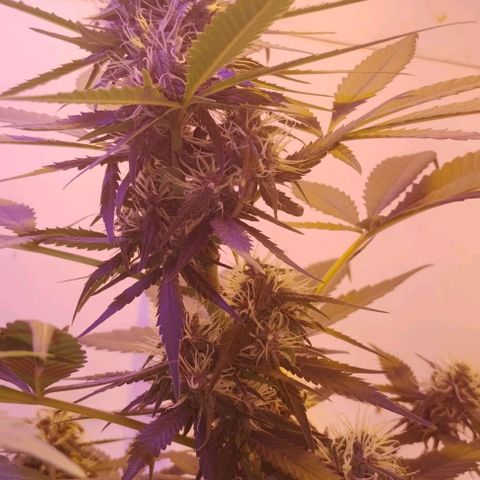 Auto Critical Orange Punch 01/08/2023 growlog timeline photo