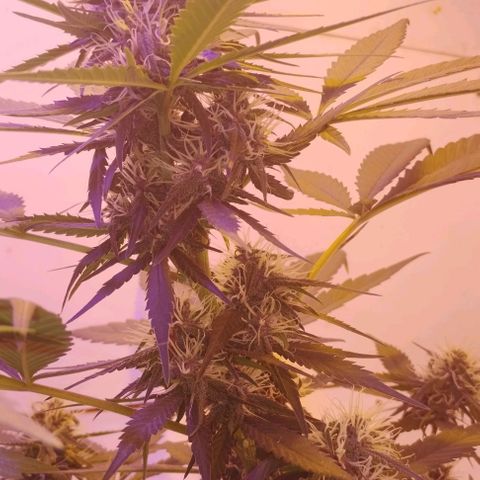 Auto Critical Orange Punch 01/08/2023 growlog timeline photo