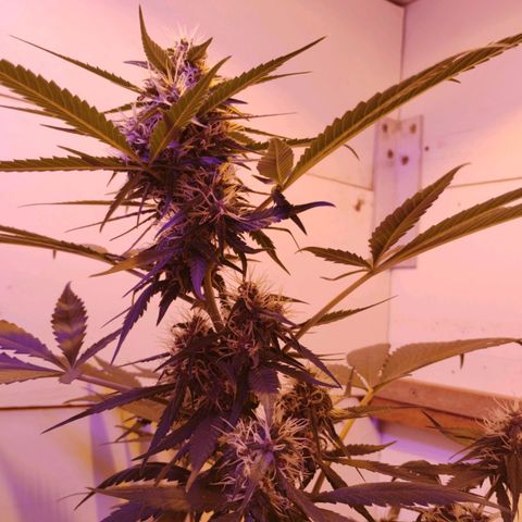 Auto Critical Orange Punch 01/08/2023 growlog timeline photo