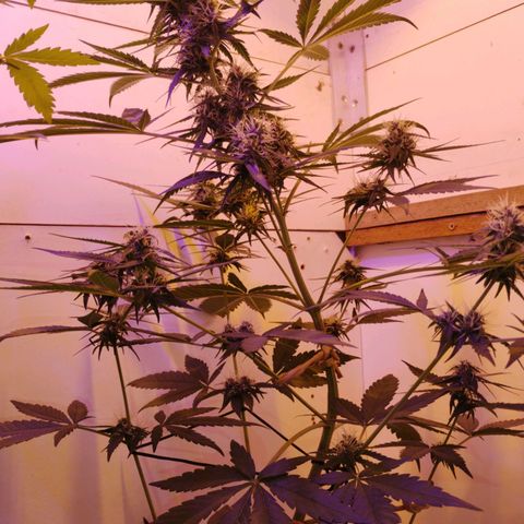 Auto Critical Orange Punch 01/08/2023 growlog timeline photo