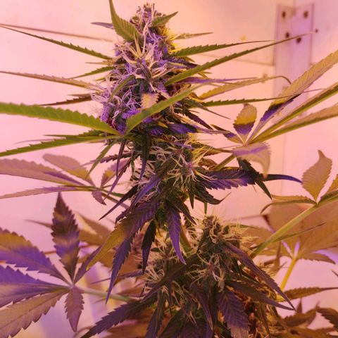 Auto Critical Orange Punch 01/08/2023 growlog timeline photo