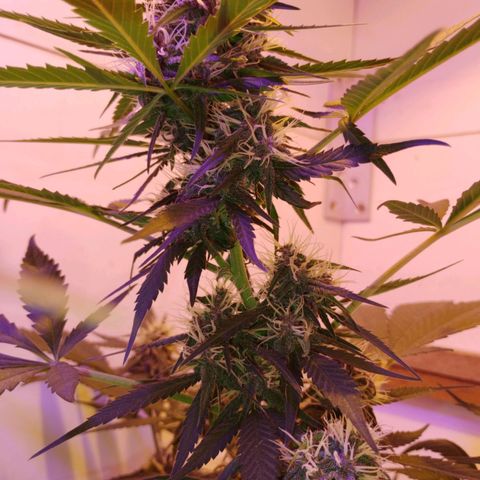 Auto Critical Orange Punch 01/08/2023 growlog timeline photo