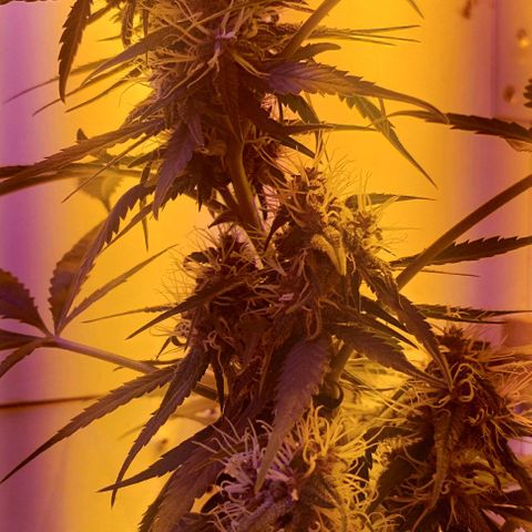 Auto Critical Orange Punch 01/08/2023 growlog timeline photo