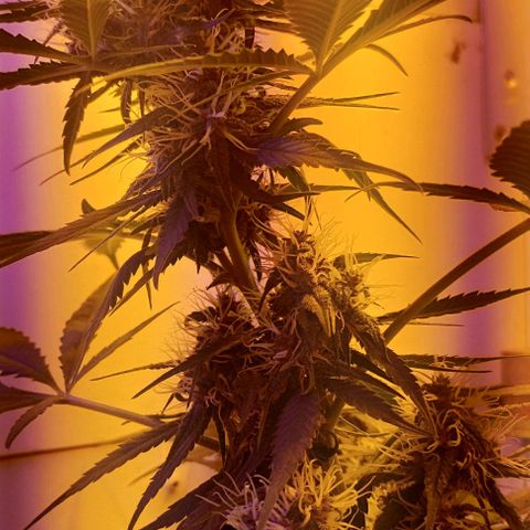 Auto Critical Orange Punch 01/08/2023 growlog timeline photo