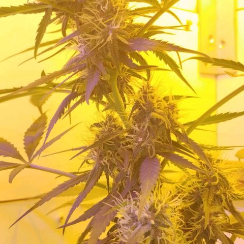 Auto Critical Orange Punch 01/08/2023 growlog timeline photo