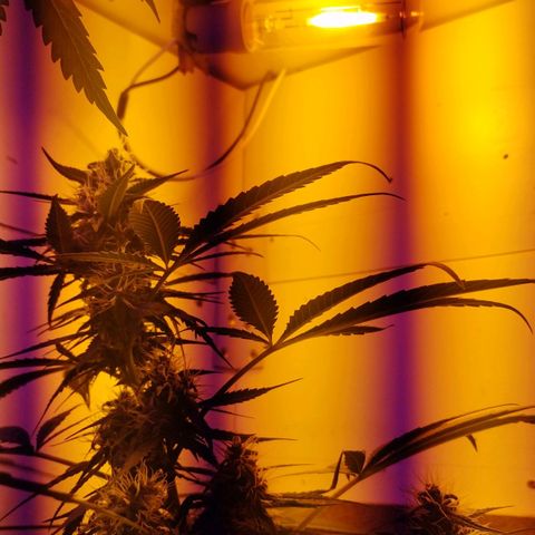 Auto Critical Orange Punch 01/08/2023 growlog timeline photo
