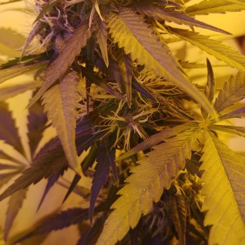 Auto Critical Orange Punch 01/08/2023 growlog timeline photo