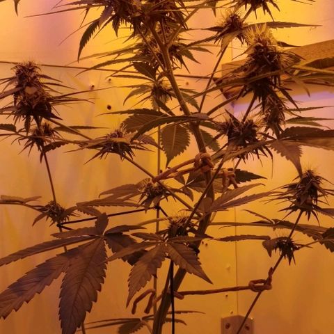 Auto Critical Orange Punch 01/08/2023 growlog timeline photo