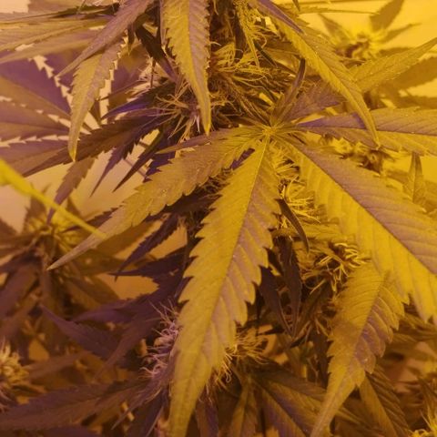 Auto Critical Orange Punch 01/08/2023 growlog timeline photo
