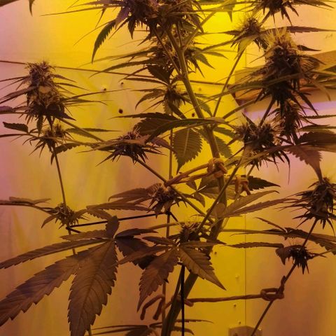 Auto Critical Orange Punch 01/08/2023 growlog timeline photo