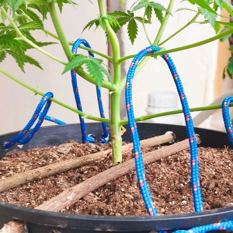 Foto do cronograma do growlog de Sour Diesel Auto 18/08/2023