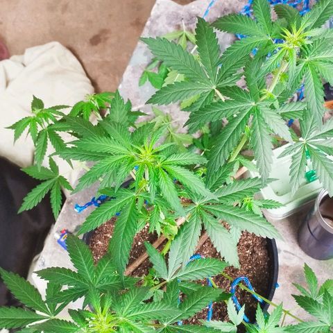 Foto do cronograma do growlog de Sour Diesel Auto 18/08/2023