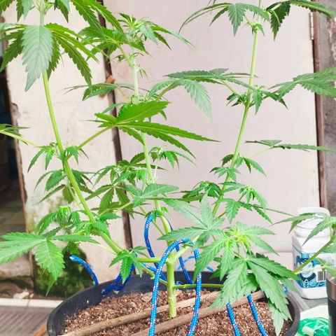 Foto do cronograma do growlog de Sour Diesel Auto 18/08/2023