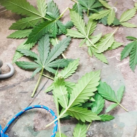 Foto do cronograma do growlog de Sour Diesel Auto 18/08/2023