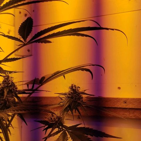 Auto Critical Orange Punch 01/08/2023 growlog photo: 1º dia com a segunda lâmpada 70w vapor de sódio, esperar resultado da ponta das folhas em 2 dias, caso não mude, afastar a planta da luz, caso piore afastar urgente a planta da luz 