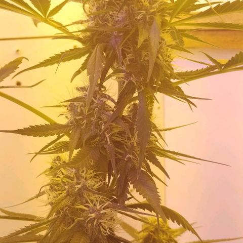 Auto Critical Orange Punch 01/08/2023 growlog timeline photo