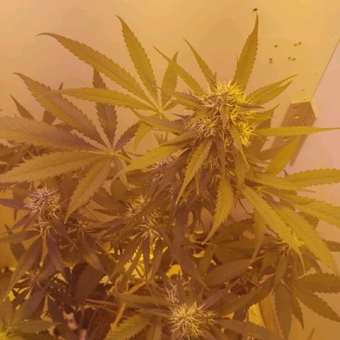 Auto Critical Orange Punch 01/08/2023 growlog timeline photo