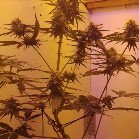 Auto Critical Orange Punch 01/08/2023 growlog timeline photo