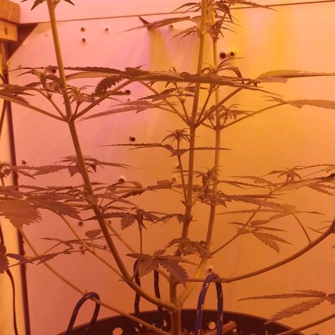 Foto do cronograma do growlog de Sour Diesel Auto 18/08/2023
