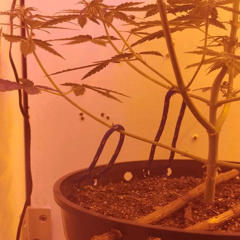Foto do cronograma do growlog de Sour Diesel Auto 18/08/2023