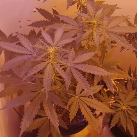 Foto do cronograma do growlog de Sour Diesel Auto 18/08/2023