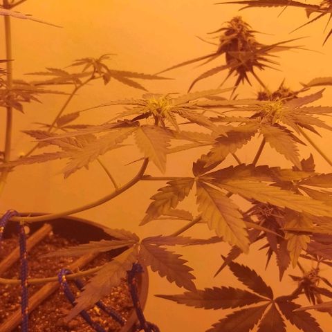 Foto do cronograma do growlog de Sour Diesel Auto 18/08/2023
