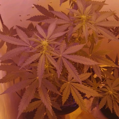 Foto do cronograma do growlog de Sour Diesel Auto 18/08/2023