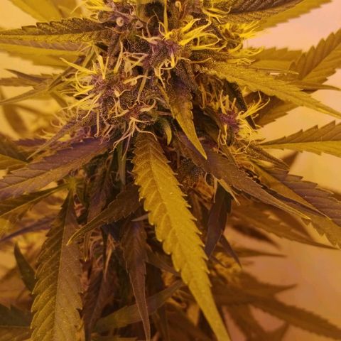 Auto Critical Orange Punch 01/08/2023 growlog timeline photo