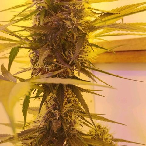 Auto Critical Orange Punch 01/08/2023 growlog timeline photo