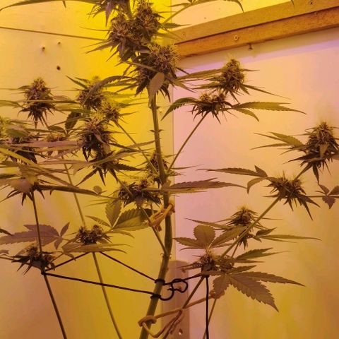 Auto Critical Orange Punch 01/08/2023 growlog timeline photo