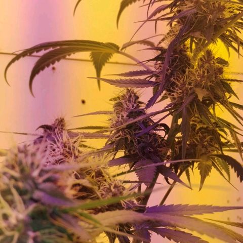 Auto Critical Orange Punch 01/08/2023 growlog timeline photo