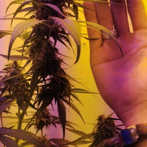 Auto Critical Orange Punch 01/08/2023 growlog timeline photo