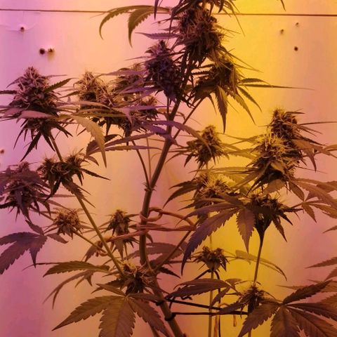 Auto Critical Orange Punch 01/08/2023 growlog timeline photo
